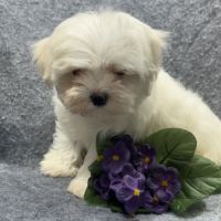 Berny, mâle bichon maltais nain, lof #2