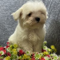 Berny, mâle bichon maltais nain, lof #4
