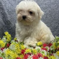 Berny, mâle bichon maltais nain, lof #5
