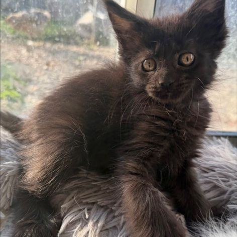 Chaton maine coon loof #1