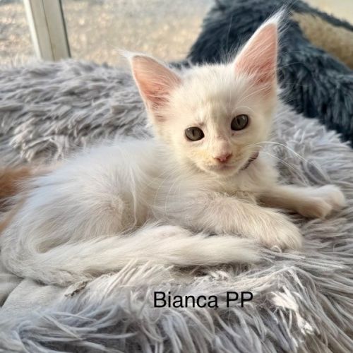 Chaton maine coon loof