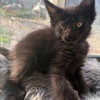 Chaton maine coon loof #1