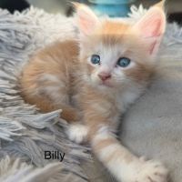 Chaton maine coon loof #3