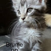 Chaton maine coon loof #4