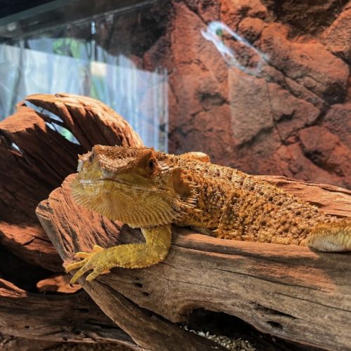 Pogona et son terrarium