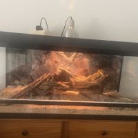 Pogona et son terrarium #1