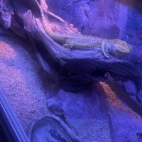 Pogona et son terrarium #2