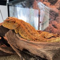 Pogona et son terrarium #4