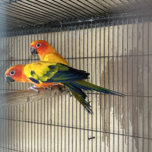 Couple conure soleil reproducteur #2