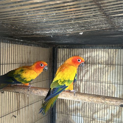 Couple conure soleil reproducteur