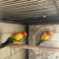 Couple conure soleil reproducteur #1