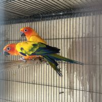 Couple conure soleil reproducteur #2