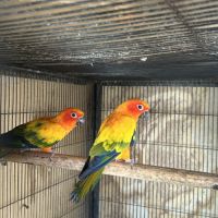 Couple conure soleil reproducteur #0
