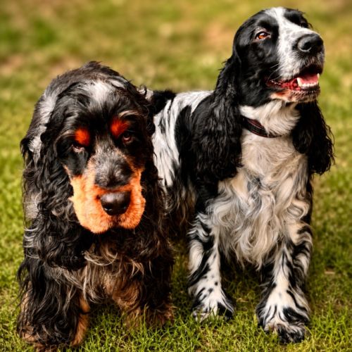 Magnifiques chiots cocker anglais lof #1