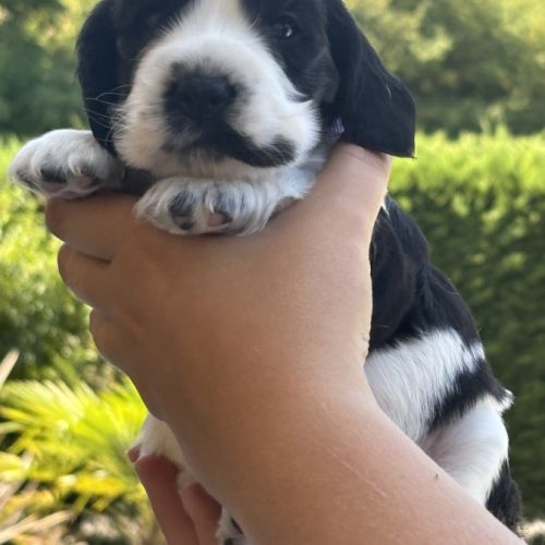 Magnifiques chiots cocker anglais lof