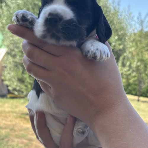 Magnifiques chiots cocker anglais lof #3