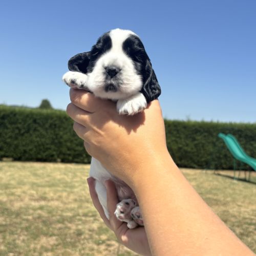 Magnifiques chiots cocker anglais lof #4