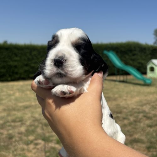 Magnifiques chiots cocker anglais lof #7