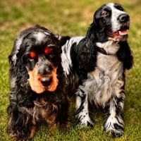 Magnifiques chiots cocker anglais lof #1