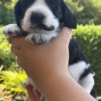 Magnifiques chiots cocker anglais lof #0