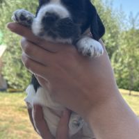 Magnifiques chiots cocker anglais lof #3