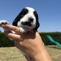 Magnifiques chiots cocker anglais lof #5