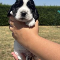 Magnifiques chiots cocker anglais lof #6