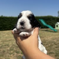 Magnifiques chiots cocker anglais lof #7