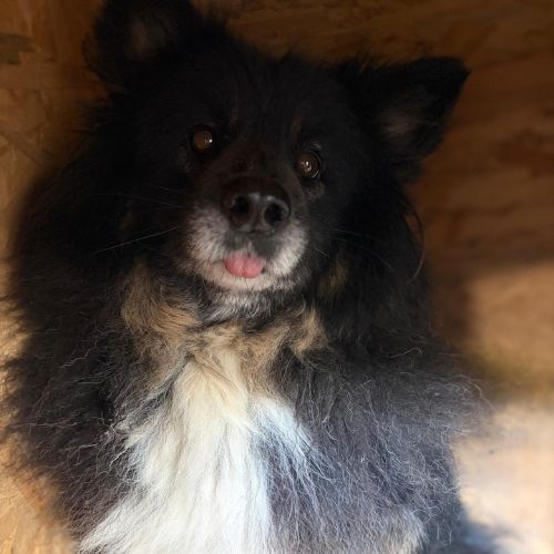 Indy très timide à l'adoption