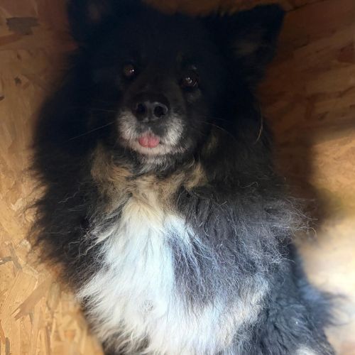 Indy très timide à l'adoption #2