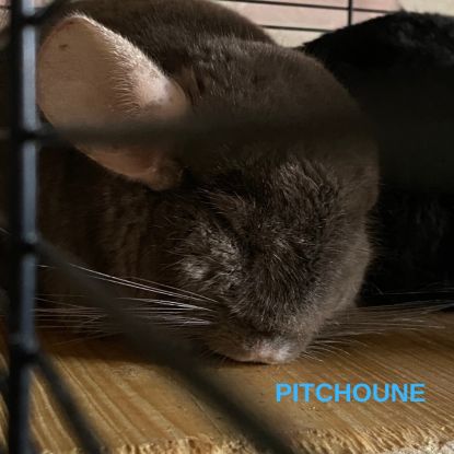Don chinchillas #2