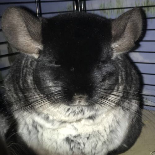 Don chinchillas #4