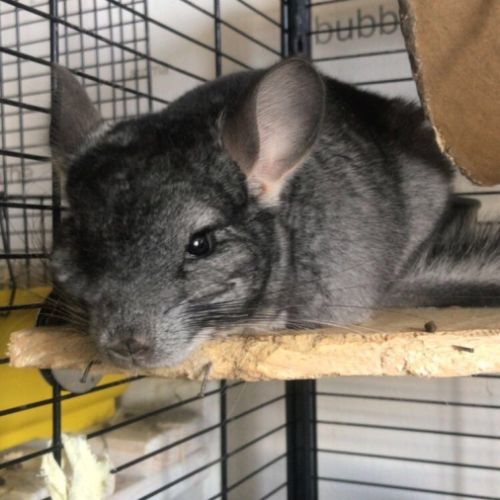 Don chinchillas #5