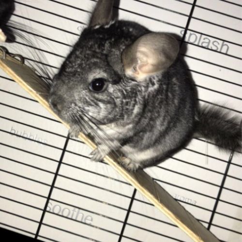 Don chinchillas #8