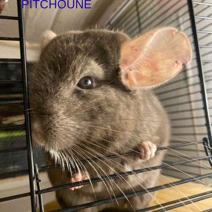 Don chinchillas #9