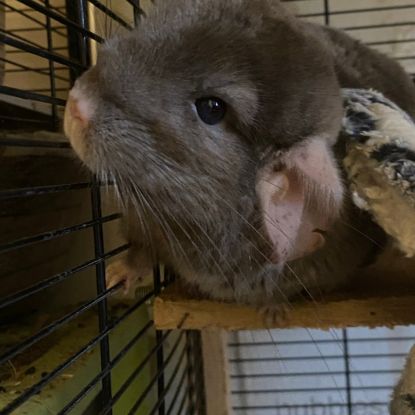 Don chinchillas #10