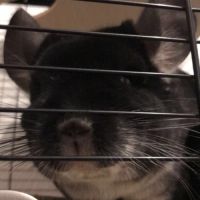 Don chinchillas #3