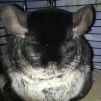 Don chinchillas #4
