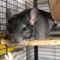 Don chinchillas #5