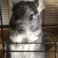 Don chinchillas #7
