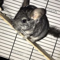 Don chinchillas #8