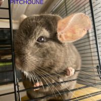 Don chinchillas #9