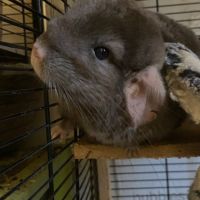 Don chinchillas #10