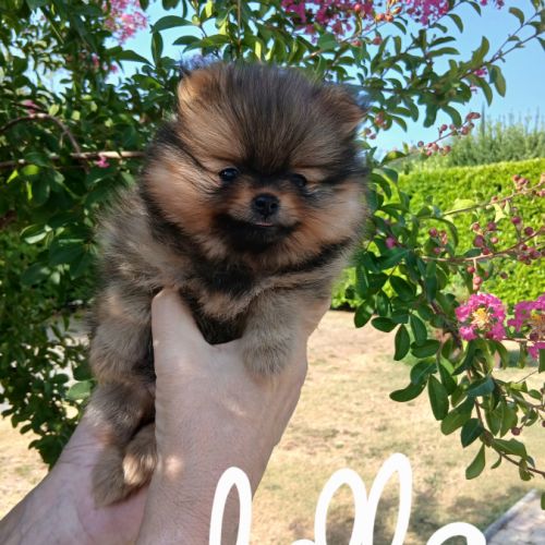 Chiots spitz #2