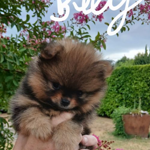 Chiots spitz #3