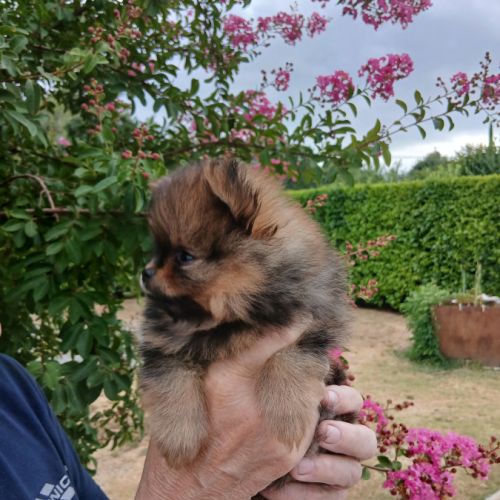 Chiots spitz #4