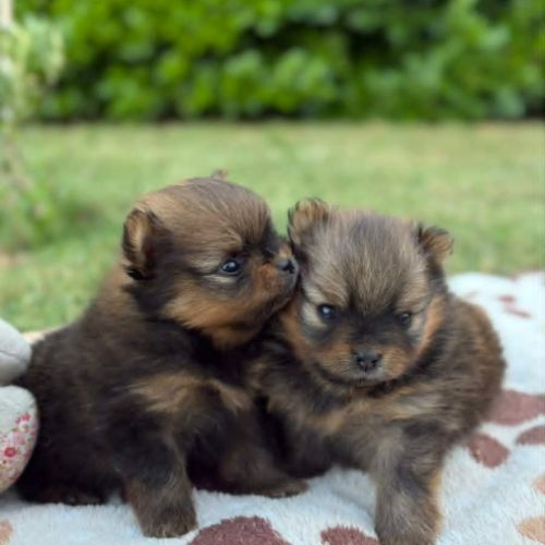Chiots spitz #6