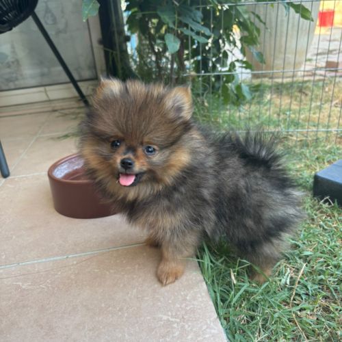 Chiots spitz #10