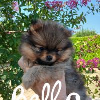 Chiots spitz #1