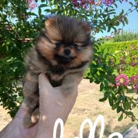 Chiots spitz #2